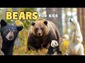 Bears around the world | Educational Video for kids