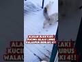 Alasan Jejak Kaki Kucing Selalu Lurus!! #kucinglucu #kucing #cat #animals #informative