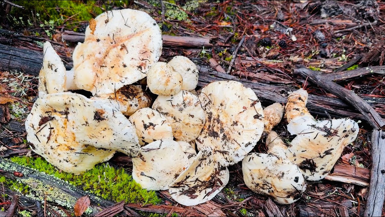 Kết Thúc Mùa Nấm Tùng Nhung Bằng 2 Rổ Đầy,Nấm Vẫn Còn Rất Tươi Ngon 🇨🇦2257》Pine Mushroom/ Matsutake 