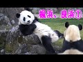 【ママといっしょに輝いた日々】楓浜物語・パンダが日本に居なくなって以降、伝説を振り返る①