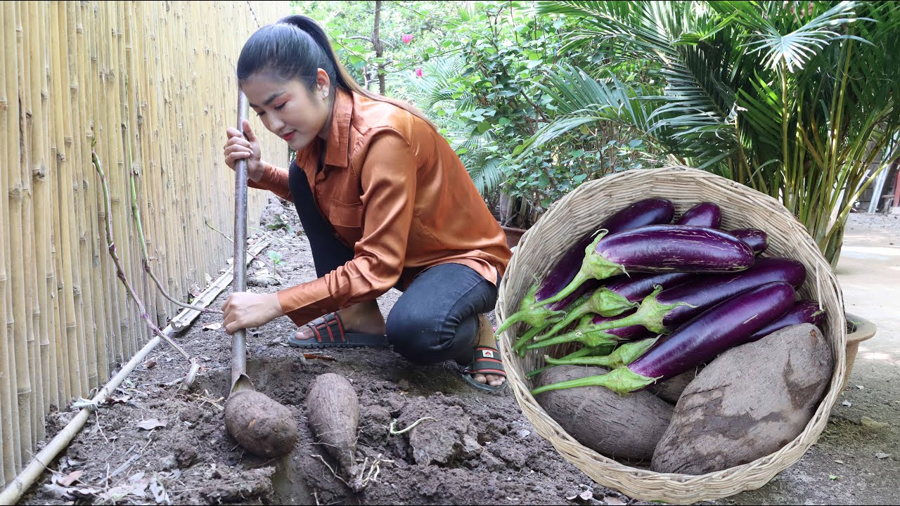 Dip yam and harvest eggplant for cooking / Cambodia noodle curry cooking / Cooking with Sreypov