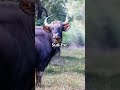 Découvrez le majestueux Gaur : Le géant des Bovidés !