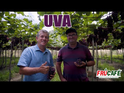 Vídeo: O que são uvas de dedo de bruxa - informações sobre o cultivo de uvas de dedo de bruxa