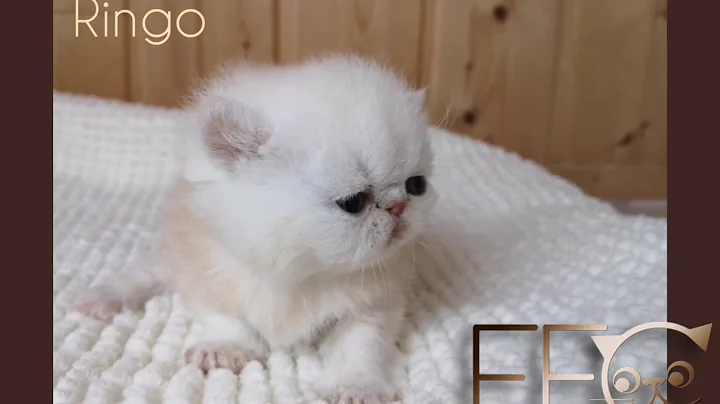 Video 7640171: exotic shorthair red, cattery