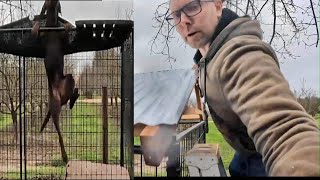 How to keep CLIMBING dog in kennel DIY 350 Barn style roof for Dog Kennel