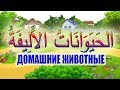 Домашние животные на арабском.  Произношение