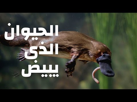 فيديو: كيف وضع خلد الماء البيض؟