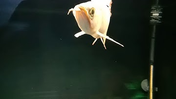 Huyết long bị  nấm râu ở cá rồng