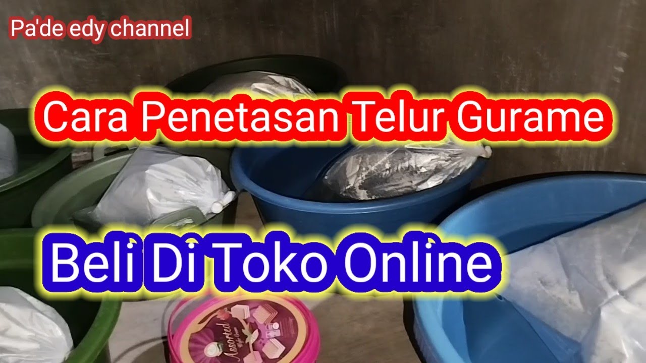 CARA PENETASAN TELUR GURAME BELI DI TOKO ONLINE