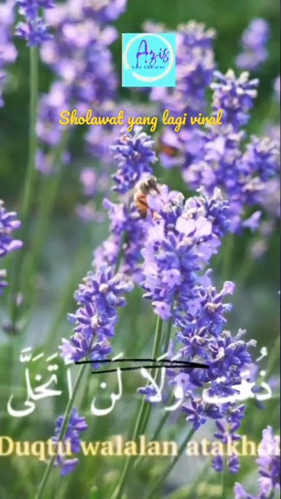 Dzuqtu Walalan Atakholla// Sholawat yang lagi Viral #shorts