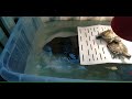 Красноухая черепаха в домашних условиях содержание и уход: пляжный лежак