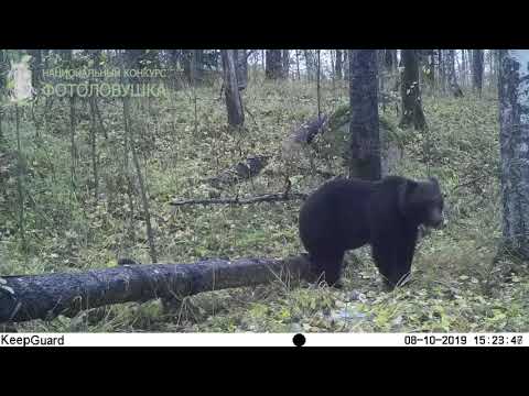 ID4671/Заповедник Кивач/Хозяин карельской тайги