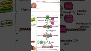 DNA replication in eukaryotes | Molecular biology | Notes #biology #science