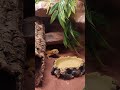 nieudane polowanie gekusia #hobby #reptiles #zwierzęta #gecko #gekon #cute #jaszczurka #animals