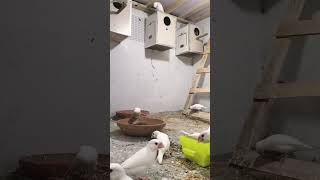 Java Sparrow Breeding Setup  #birds #lovebirds #whitejava #java