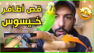 طريقة قص أظافر طيور البادجي 😱 الزيبرا أسرع الطيور في الإنتاج 😅