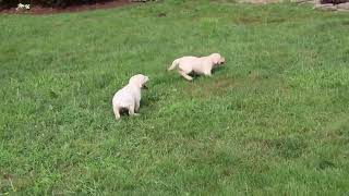 Yellow Lab Puppies For Sale