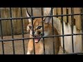 カラカル「コウ」、シャーー！！（羽村市動物公園2012）Hissing Caracal