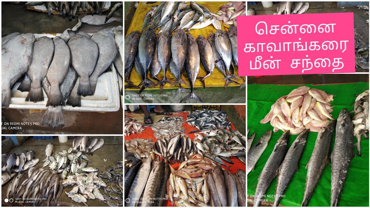 Chennai Kavangarai Fish Market / Kavangarai Fish Price YouTube