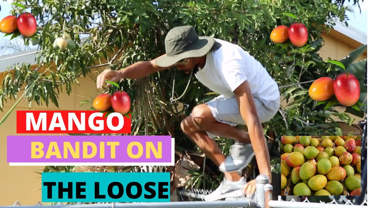 Mango Bush in Florida I Want More Mangoes Jamaican style JM YouTube