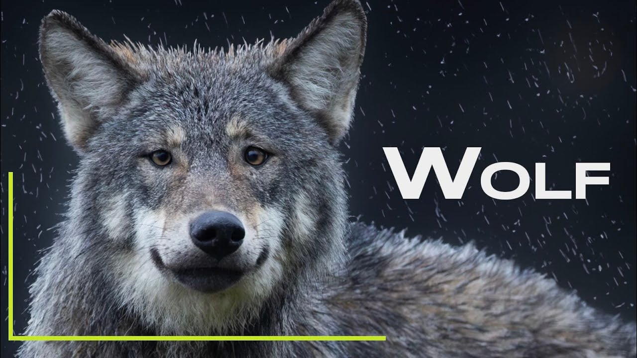 Unglaubliche Begegnung - Wolf beim Jagen - Mein Traum wird endlich wahr