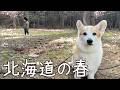 札幌にもやっと春が訪れて犬も人もルンルンです