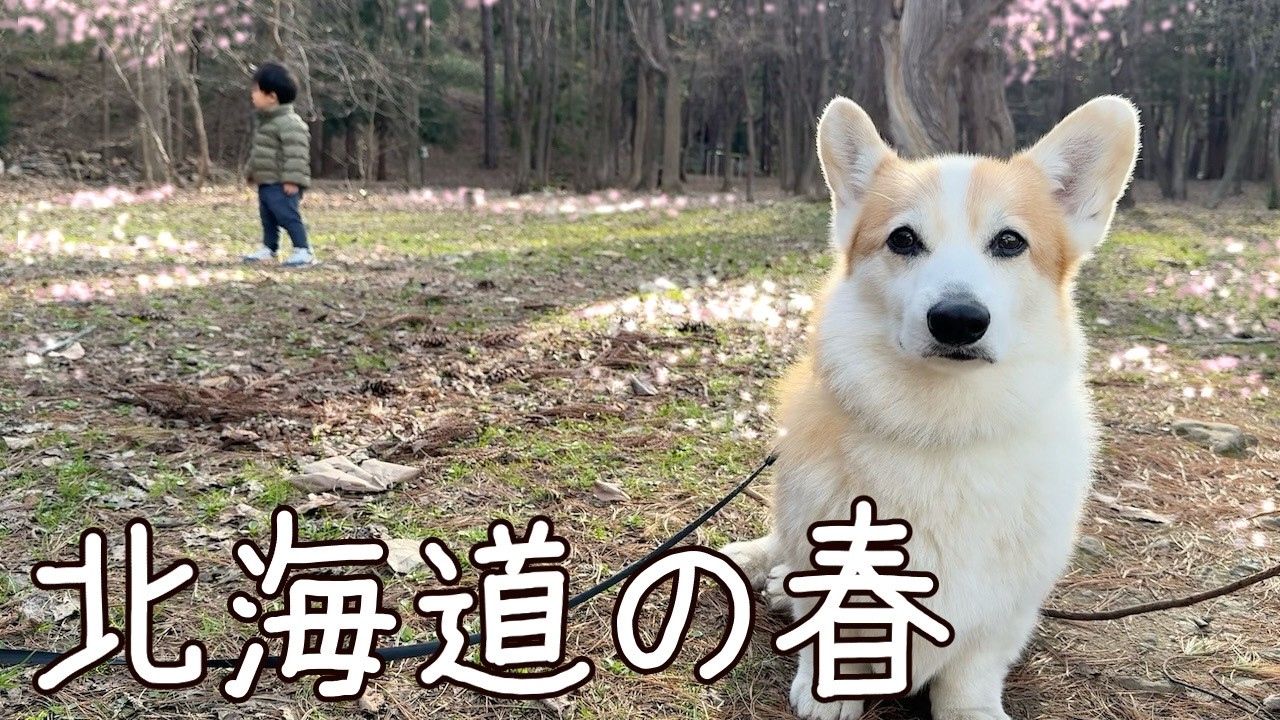 札幌にもやっと春が訪れて犬も人もルンルンです