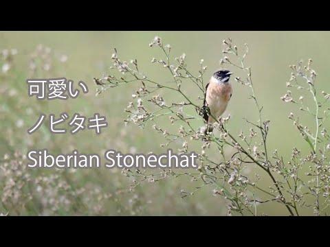 【可愛い】ノビタキ Siberian Stonechat
