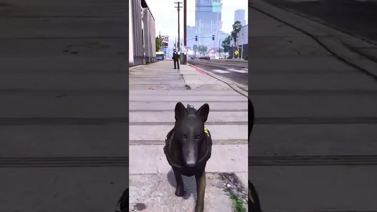 Murphy the Dog  Ready for Action