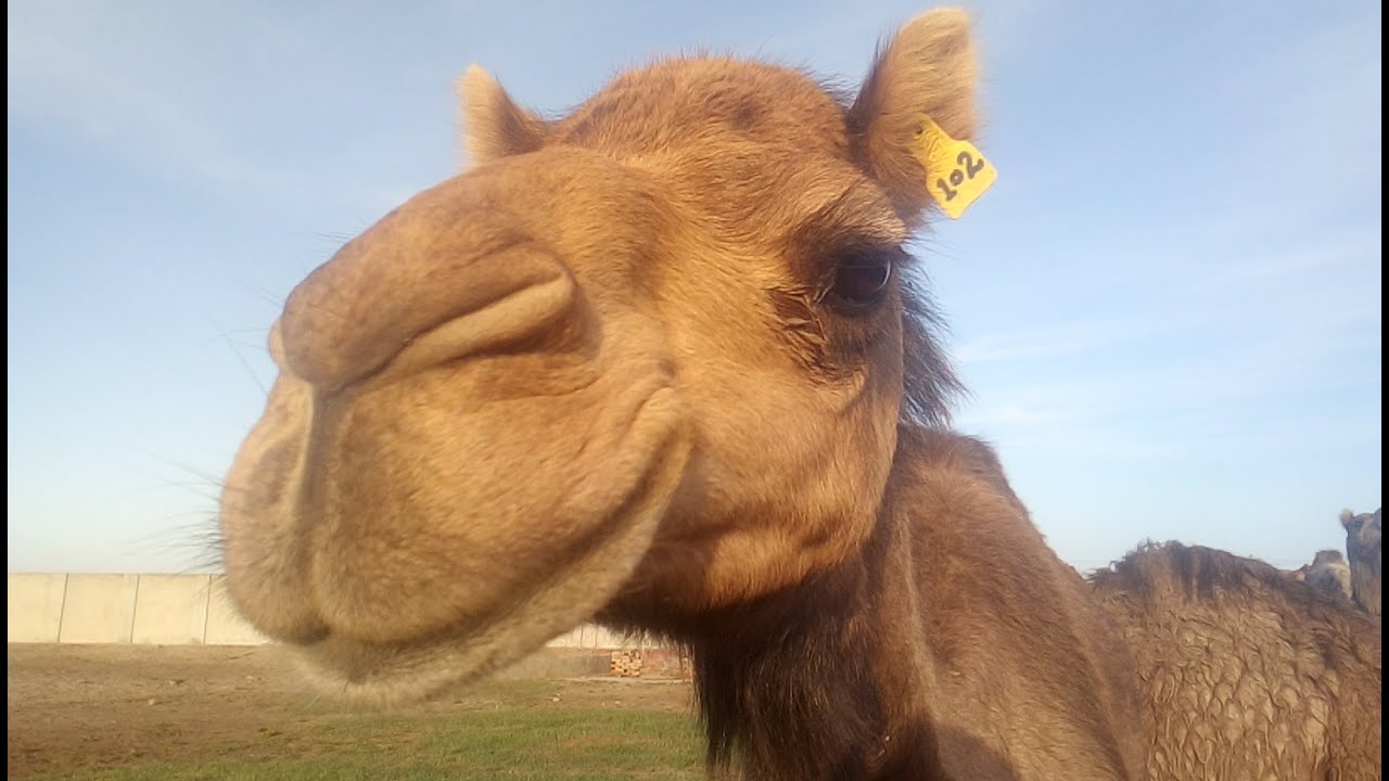 Beautiful Camel Herd/ Marecha Camel/ Camel Farm