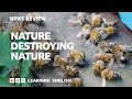 Nature destroying nature bbc news review
