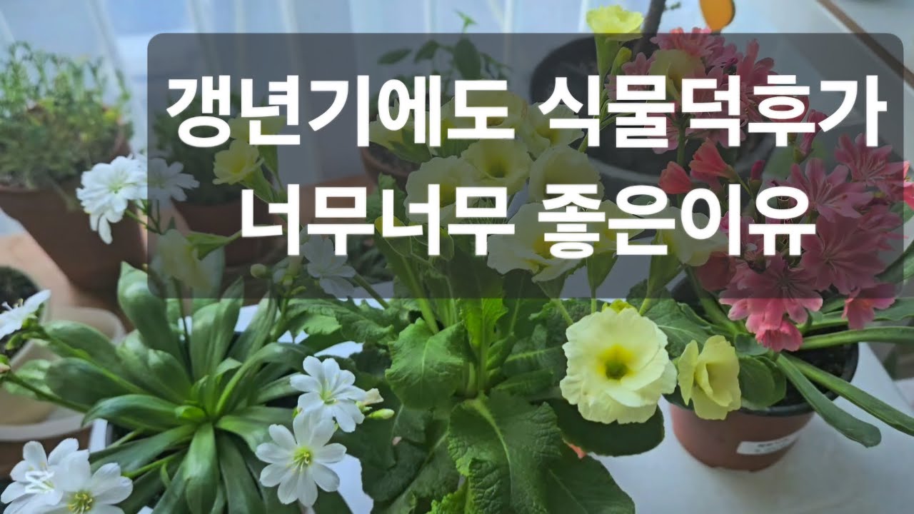 갱년기에도 식물덕후가 좋은 이유 🌿 중년의 마음을 살린 초록 취미#갱년기#식물키우기#식물덕후#베란다가드닝, #식물브이로그#식물힐링, 갱년기극복, 플랜테리어#감성브이로그#초록취미