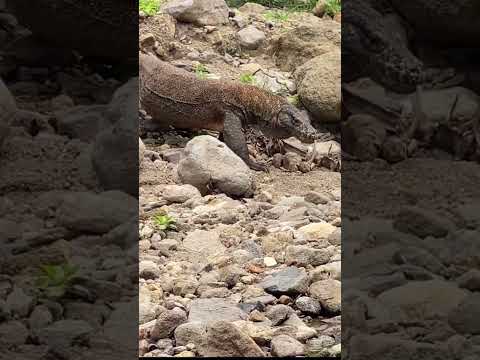 Komodo dragon panics when he eats