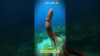 Octopuses Are the Ultimate Escape Artists!🐙  #shorts #buzzbilt