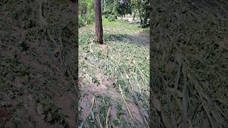 Heavy rainfall and subsequent flooding have caused significant damage to maize crops 🌽 #shorts