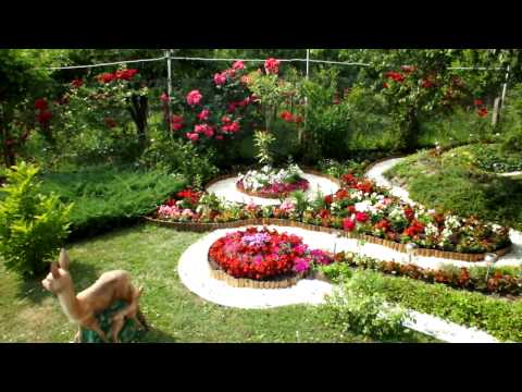 Video: Cum Să Creați Aranjamente Florale Frumoase în Grădină