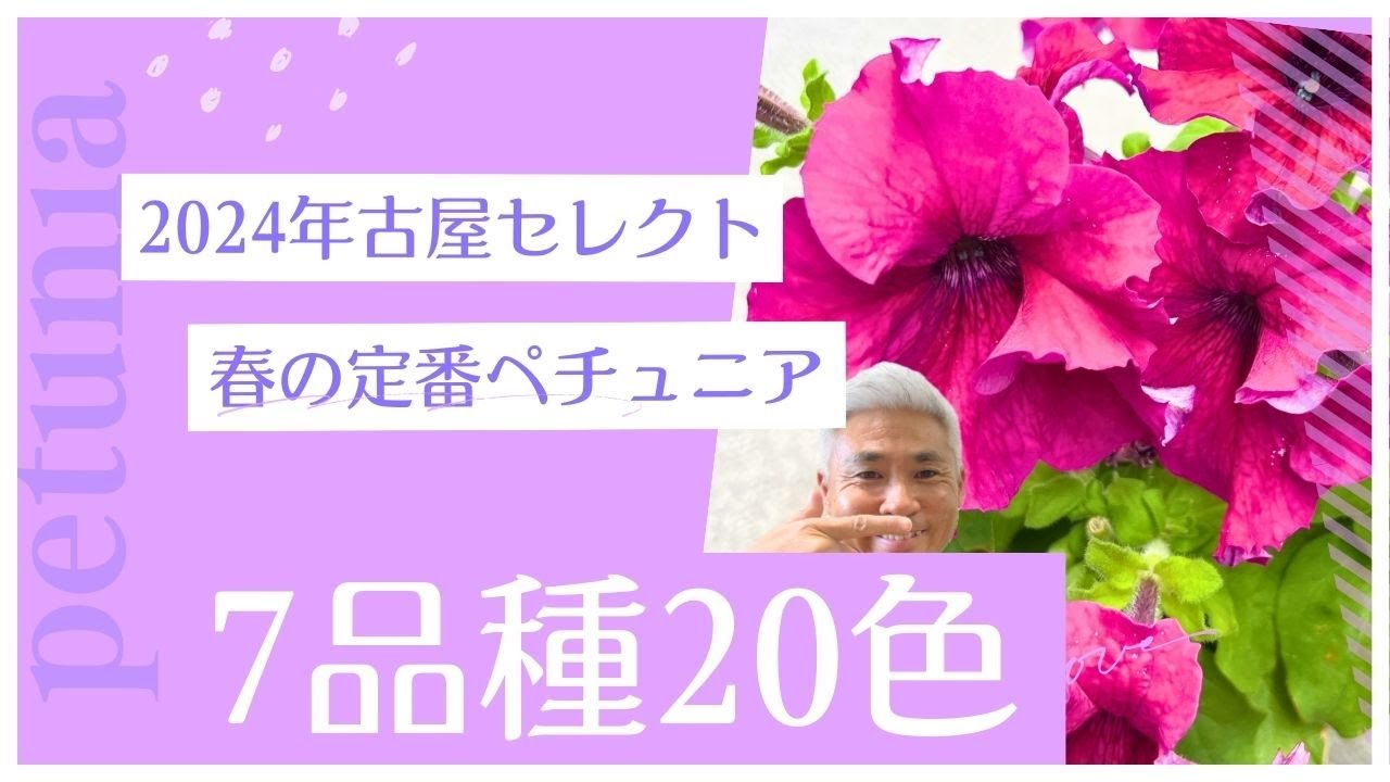 古屋セレクト！2024ペチュニアおすすめ7品種20色！初心者にも育て