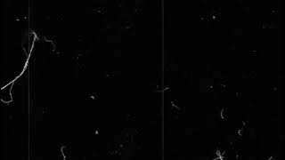 Mentahan Efek Vintage 30 detik #vintage