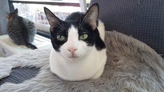 The Cat Loaf: What Is It & Why Do Cats Loaf, Anyway?