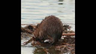 Muskrat - good snack