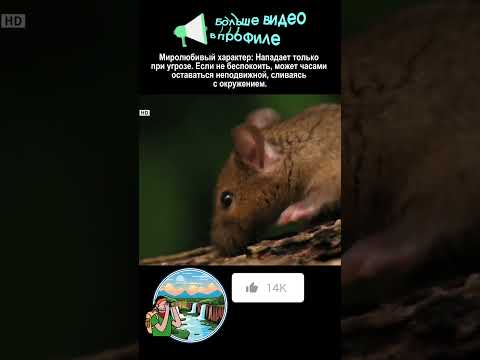 Куфия создана для убийства #nationalgeographic #фильм #snake #кино #top #sad #animals #животные
