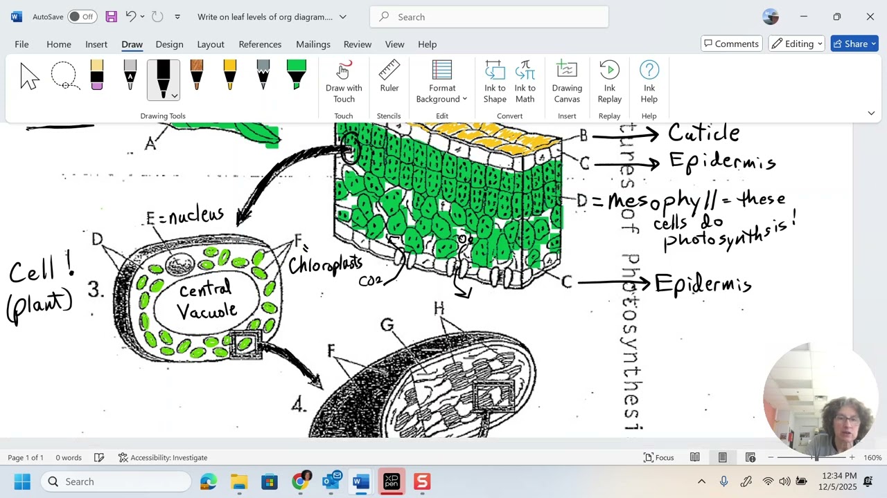 Миссис Мердок объясняет строение листа и фотосинтез
