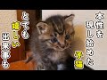 【とても嬉しい出来事が☆】徐々に本性を現す子猫