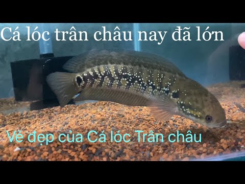 Video Cá lóc trân châu đỏ và đen sau 2 tháng về nhà nuôi |... - youtube
