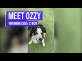Meet Ozzy, a Border Collie that had OBEDIENCE AND BEHAVIOUR ISSUES
