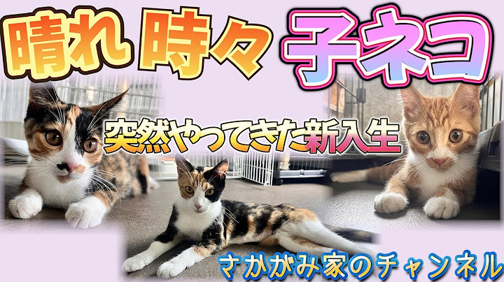 灼熱の真夏日！突然現れた親子猫を保護！いよいよ里親探しスタート