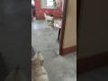 juta chor #shorts #short #youtubeshorts #youtubevideos #funny #cat #funnydog #dogybestfriend #viral