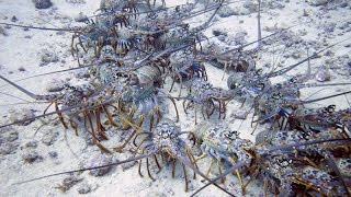 Spine lobsters Brazilian Ocean