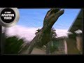 Sleeping T-rex AWAKENS! | A VERY AMATEUR VIDEO