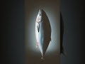 #tuna